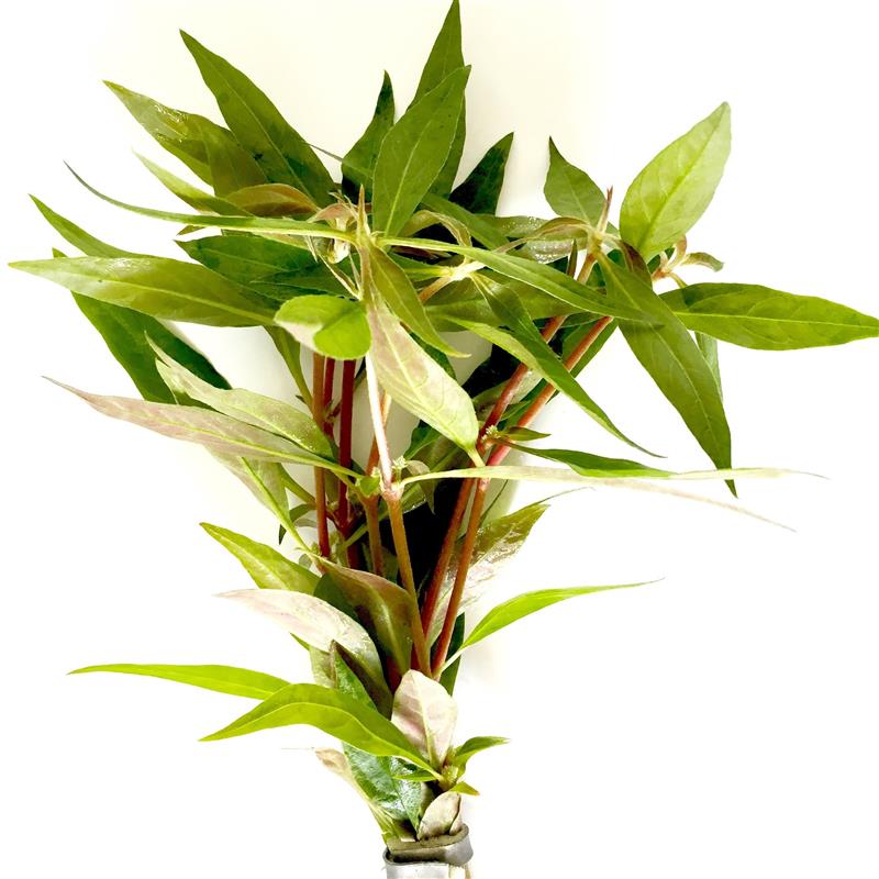 Alt.rosaefolia bundel